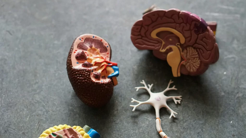 Alzheimer’s Brain Awareness Month